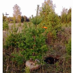 Саженцы, сосна обыкновенная (Pinus sylvestris), Стандарт, 180-220 см. купить в Красноярске